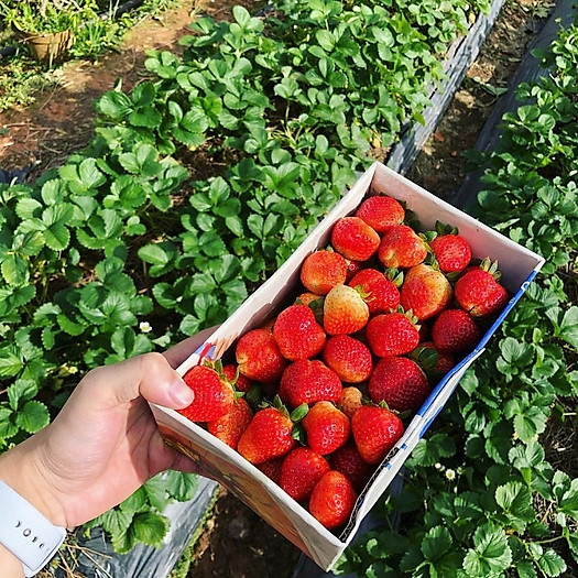 Dâu Tây Đà Lạt Tận Vườn Hàng Loại 1 Bao Ăn (250Gram)