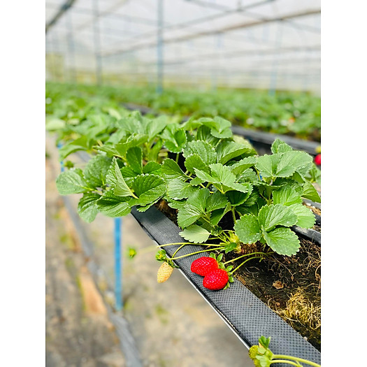 Dâu tây Đà Lạt giống Mỹ - 500gr