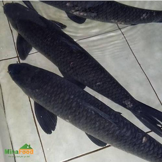 Cá Trắm Đen (trắm ốc) đang bơi - con 8-9 kg - Minafood - MM0006