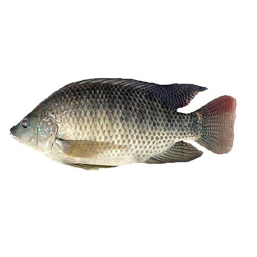 Cá rô phi nguyên con (1.3kg)