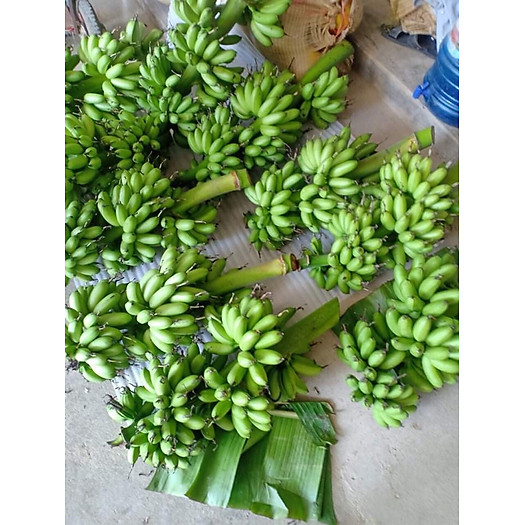 Chuối ngự tiến vua 3 nải