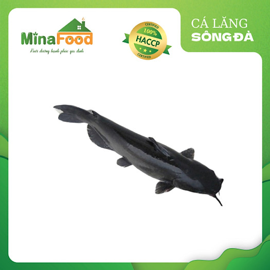 Cá Lăng Sông Đà/nguyên con/2-8kg/Minafood