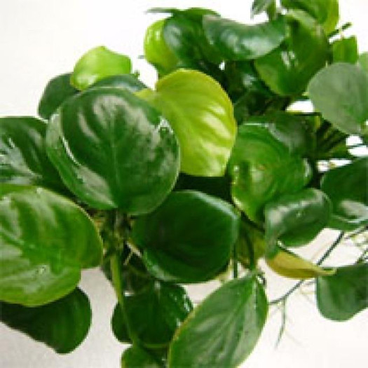 RÁY LÁ TRÒN - DÁN LŨA ĐÁ - CÂY THUỶ SINH