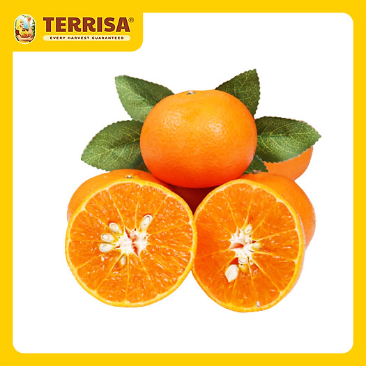 Quýt Úc  (Set 3 trái ~ 500 g)