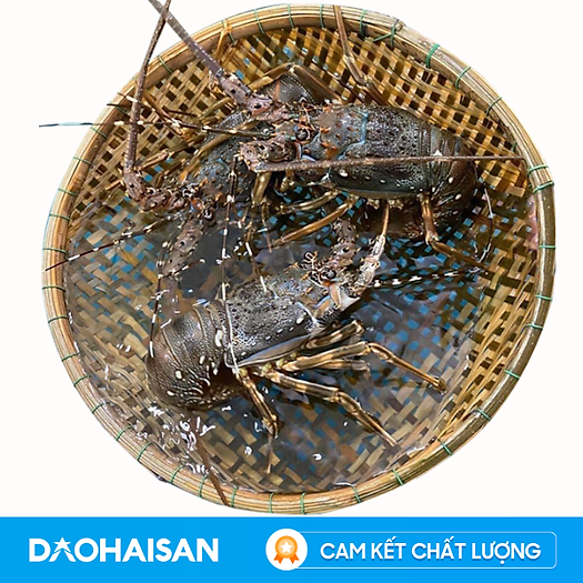 Tôm Hùm Baby Sống (1 Con 350g)