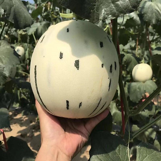 Dưa sữa nhật- 1kg