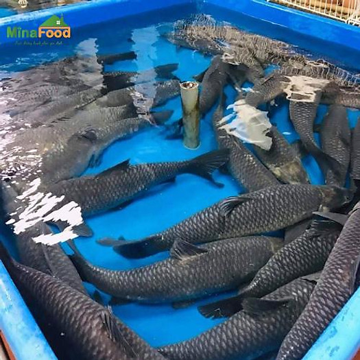 Cá Trắm Đen (trắm ốc) đang bơi - con 8-9 kg - Minafood - MM0006
