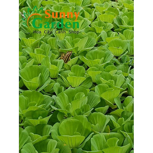 Bèo Tai Tượng 3 Bông Loại Trung - Cây Thủy Sinh +Tặng 02 cây nhót ngọt