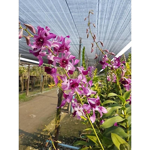 Dendro Nắng Bò Tím (cây con)