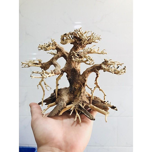 BONSAI LŨA GỖ CHO HỒ 40CM-60CM | THIẾT KẾ CÂY CỔ THỤ HỒ THUỶ SINH