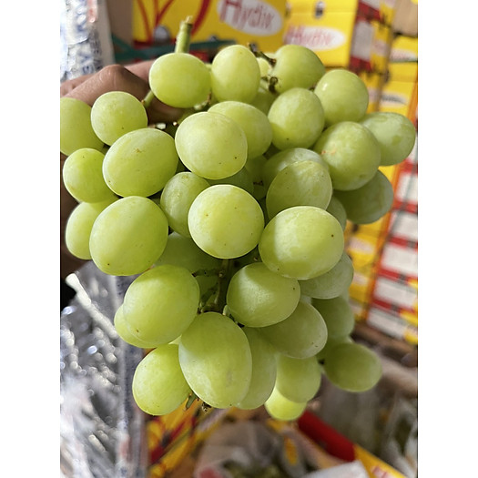 Nho Xanh Sugar Hydix Nam Phi