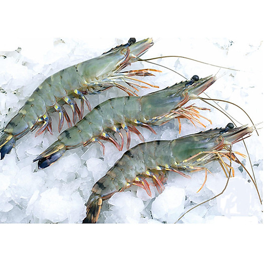 Tôm Càng Sông Đà - 300gram