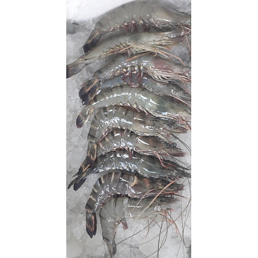 Tôm thẻ size 25 con/kg