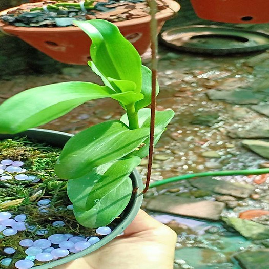 Sản Phẩm Hoa lan phi điệp -mít tam nguyên