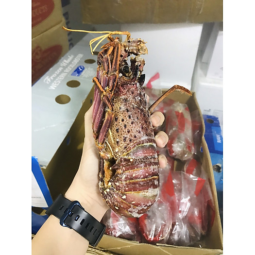 Tôm Hùm Đá Tây Úc đông lạnh