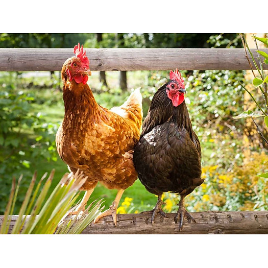 Gà ta Thảo Mộc Tiên Phước (1,1kg/con)