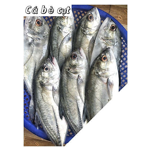 Cá Bè Cụt - 1kg