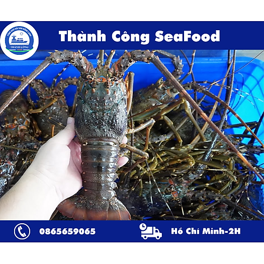 Tôm hùm xanh Cam Ranh hàng loại một sống khỏe