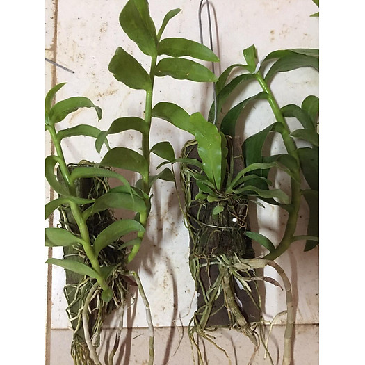 PHI ĐIỆP RỒNG LỬA - HOA CỰC ĐẸP CỰC THƠM - HÀNG GIEO HẠT