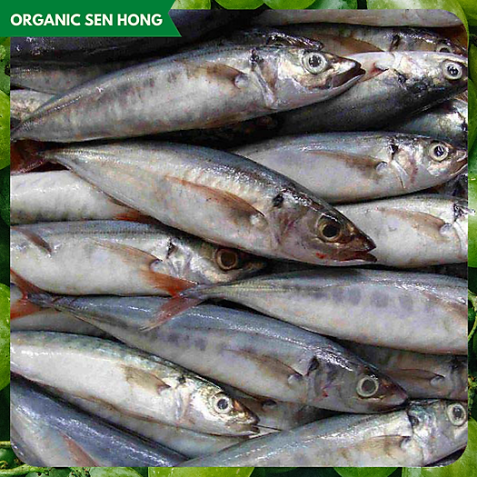 Cá Nục đuôi đỏ OSH 900gr-1kg (4-5 con)