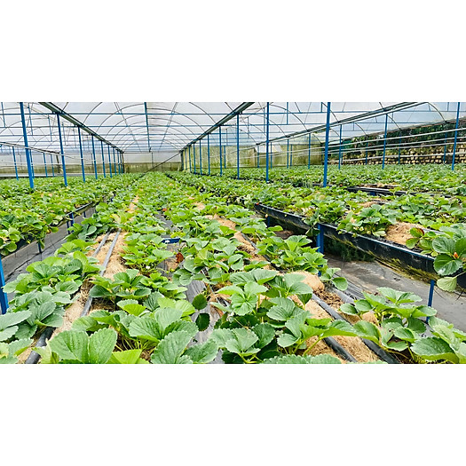 Dâu tây Đà Lạt giống Mỹ - 500gr