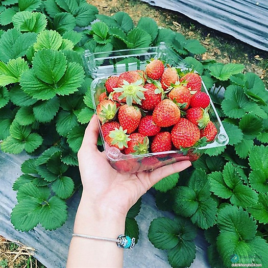 Dâu Tây Đà Lạt Tận Vườn Hàng Loại 1 Bao Ăn (250Gram)