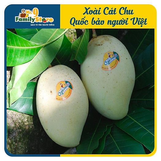 Xoài Cát Chu Vàng - Chú Chín - 1KG