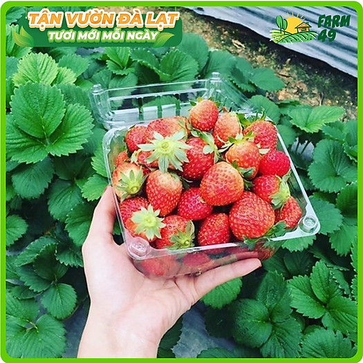 Dâu Tây Đà Lạt Tận Vườn Hàng Loại 1 Bao Ăn (250Gram)