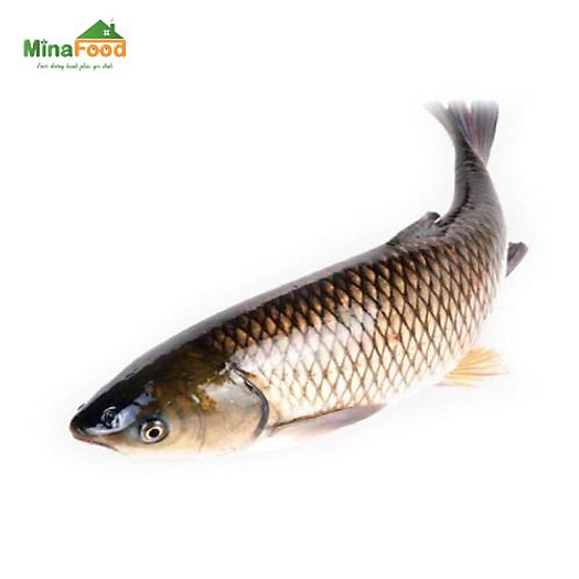 Cá Trắm Giòn đang bơi_con 5-6kg_Minafood - MM00011