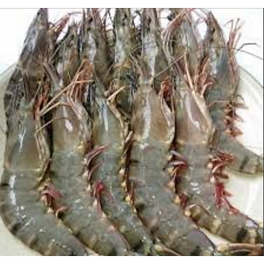 Tôm sú size 20 con/kg