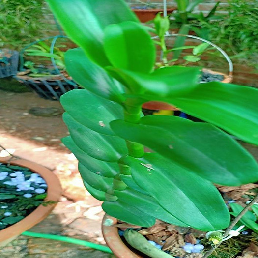 Sản Phẩm Hoa lan phi điệp -mít tam nguyên