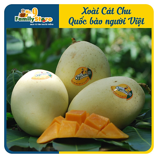 Xoài Cát Chu Vàng - Chú Chín - 1KG