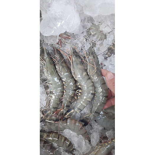 Tôm thẻ size 25 con/kg
