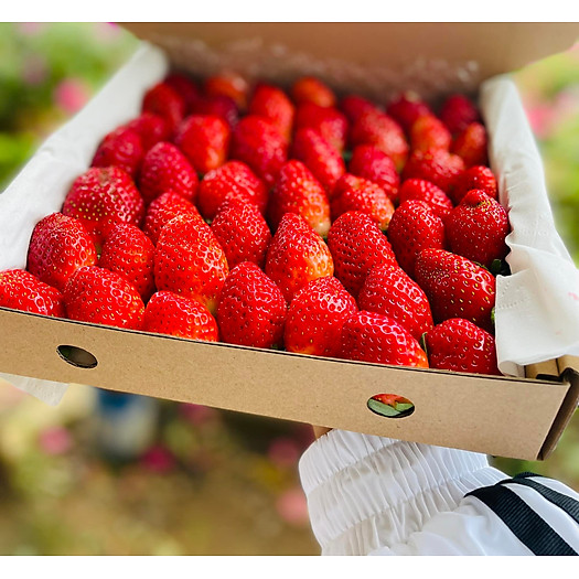 Dâu tây Đà Lạt giống Mỹ - 500gr