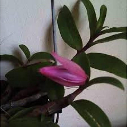 PHI ĐIỆP RỒNG LỬA - HOA CỰC ĐẸP CỰC THƠM - HÀNG GIEO HẠT