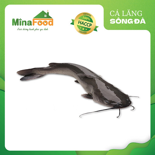 Cá Lăng Sông Đà/nguyên con/2-8kg/Minafood