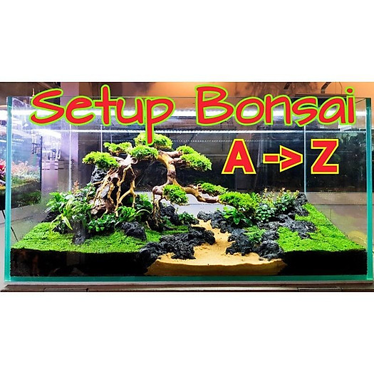 BONSAI LŨA GỖ MINI DÙNG CHO HỒ 20CM-40CM | THIẾT KẾ CỔ THỤ CHO HỒ THUỶ SINH
