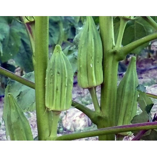 Hạt giống đậu bắp khổng lồ Star David