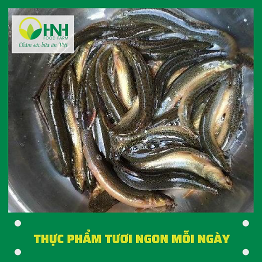 Cá chạch đồng - 1kg