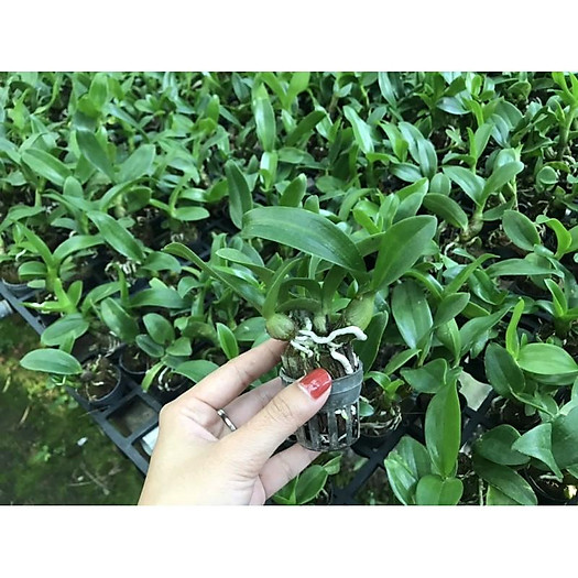 Dendro Nắng Bò Tím (cây con)