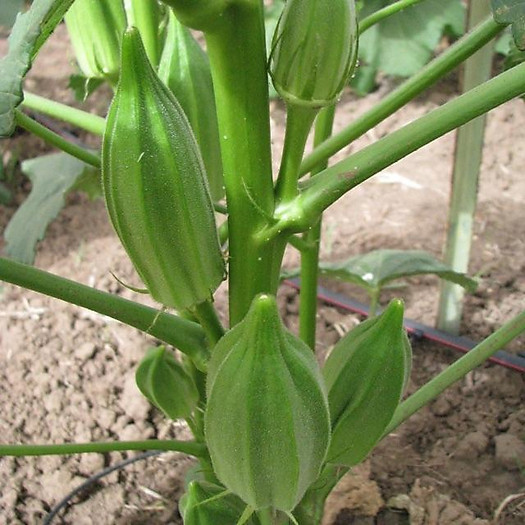 Hạt giống đậu bắp khổng lồ Star David