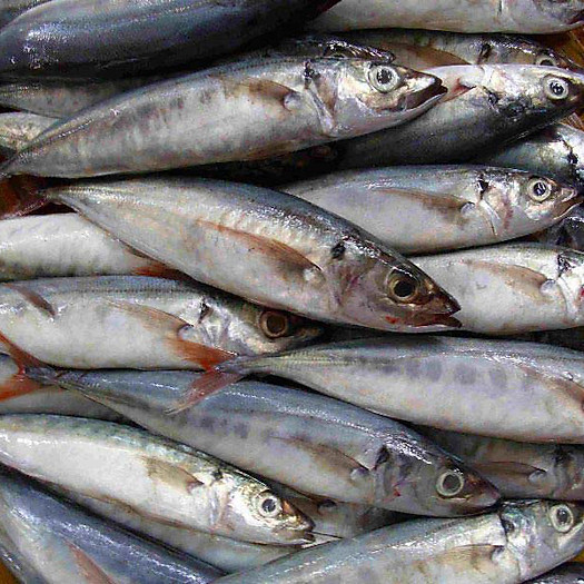 Cá Nục Mỹ Đuôi Đỏ Nguyên Con "Ngủ Đông" - Tươi Ngon Và Tiết Kiệm - Foodmap