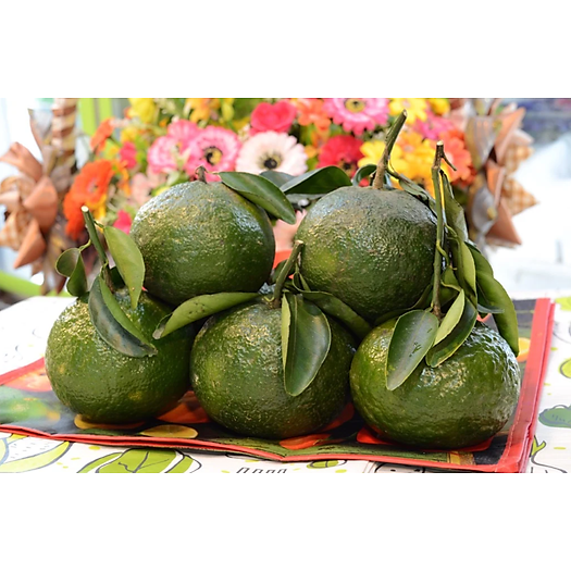 Cam sành Bến Tre [size 4,5 trái] - 1kg