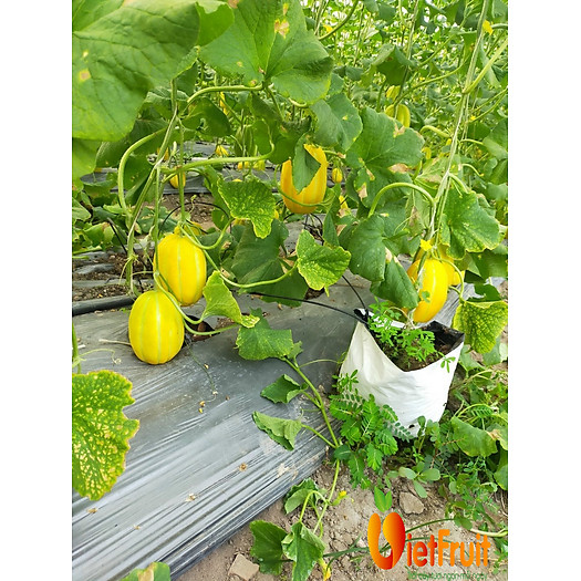 Dưa lê Hàn Quốc