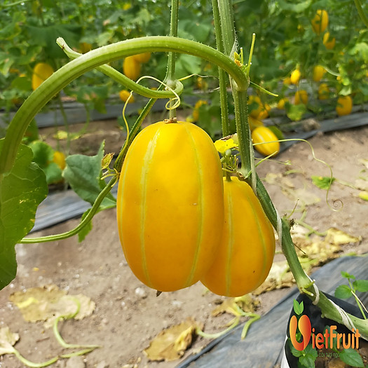 Dưa lê Hàn Quốc