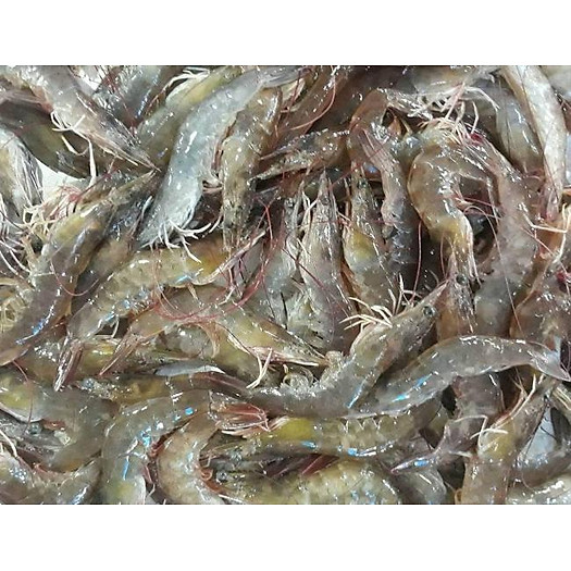 Tôm thẻ size 50 con 1kg