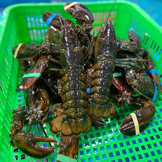 Combo 3 con tôm hùm Alaska Sống Size 500g