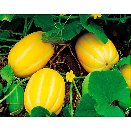 Dưa lê vàng Hàn Quốc - 1kg