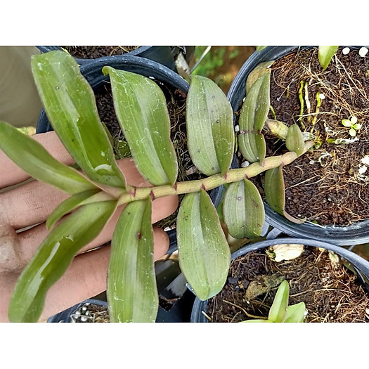 Hoa lan phi điệp bệt lâm xung cây 52 Tự Thụ cây đẹp giống chuẩn