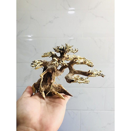 BONSAI LŨA GỖ MINI DÙNG CHO HỒ 20CM-40CM | THIẾT KẾ CỔ THỤ CHO HỒ THUỶ SINH